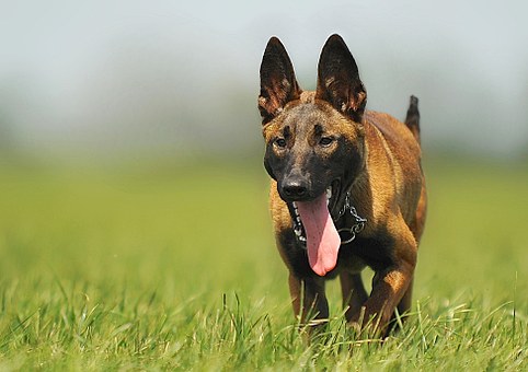 malinois-354527__340