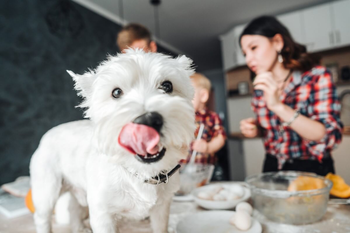 Zdrowa, zbilansowana dieta - karma dla psa ułożona na stoliku