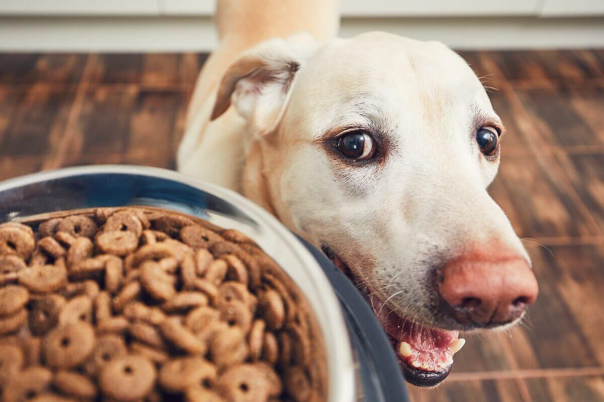 Co powinieneś wiedzieć o karmie weterynaryjnej dla psa?