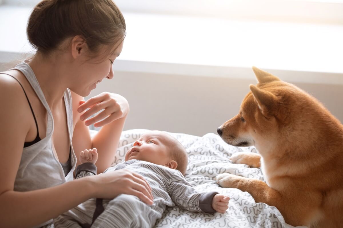 Jak przygotować swojego psa do przyjścia nowego członka rodziny?