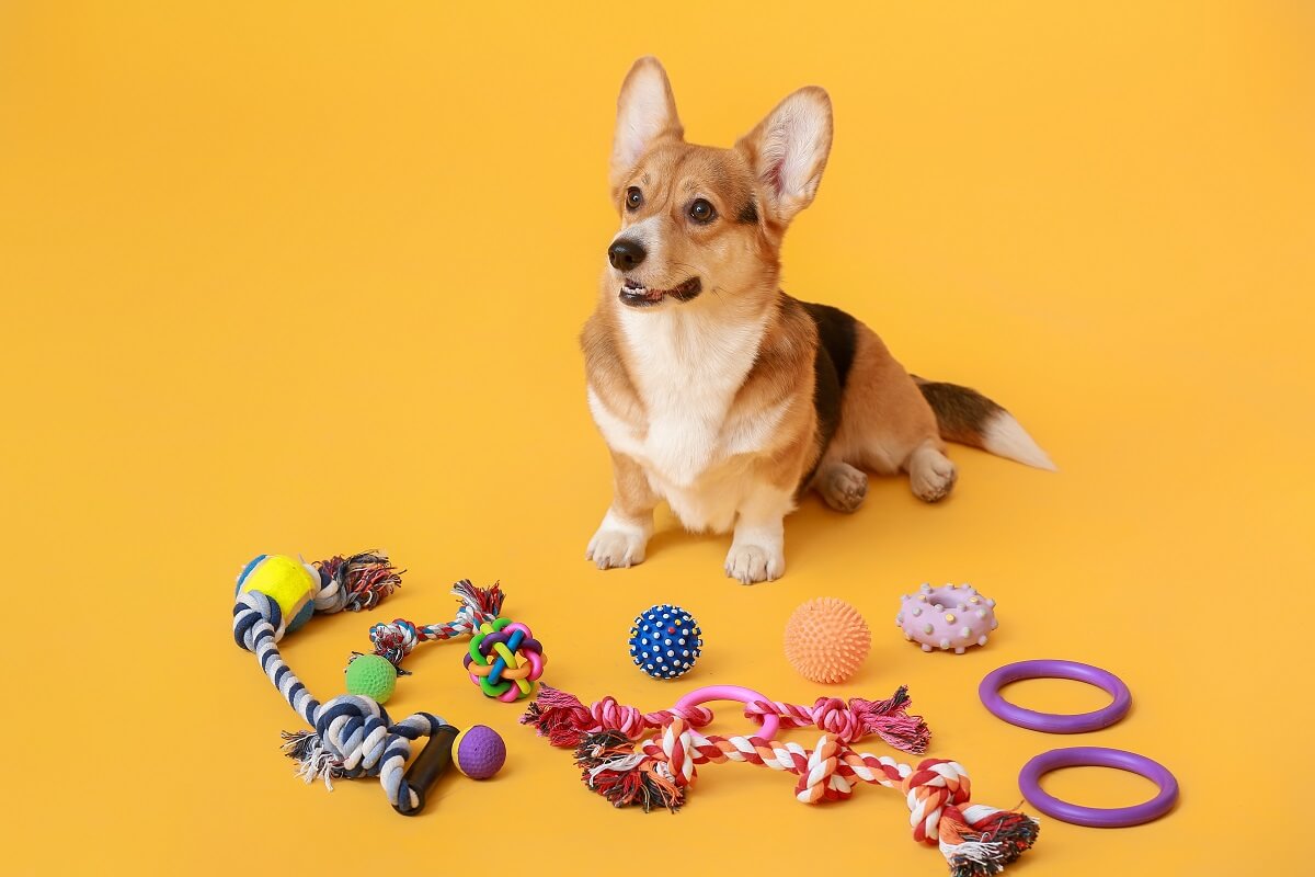 Zabawki dedykowane dla psów