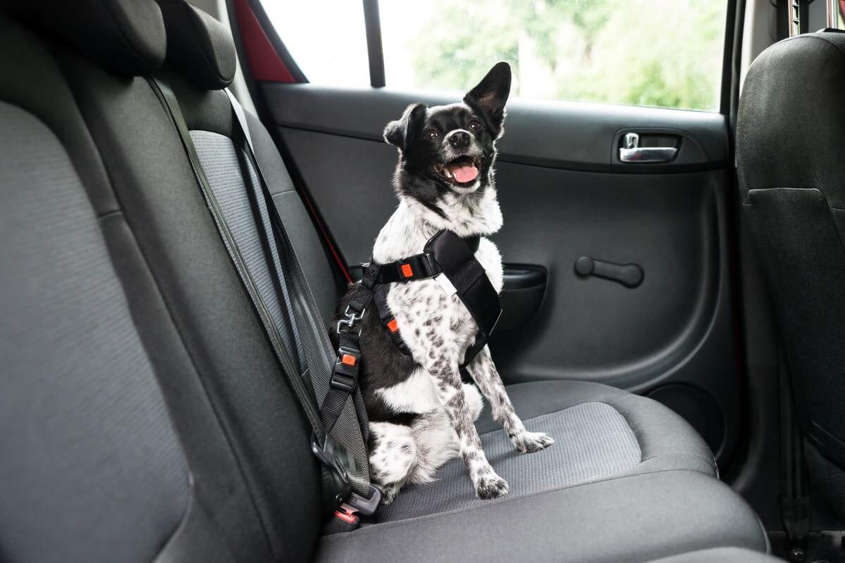 Komfortowa podróż z psem dzięki odpowiednim akcesoriom w samochodzie