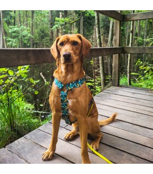 Dingo Szelki Guard City Monstera M 3cm/38-70cm