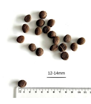 Farma karma tłoczona na zimno dla psów dorosłych Łosoś 2kg