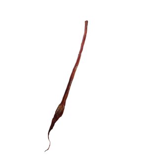 MACED Penis Wołowy Cały 70cm