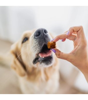 Przysmaki - wsparcie odporności - Jagnięcina - Perro BON BON - 80g