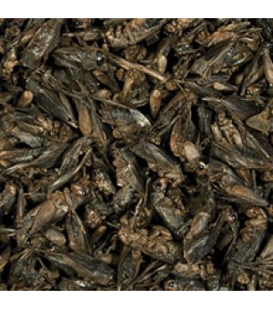 TROPICAL CRICKETS 100ML/10G TERMIN 10.2024