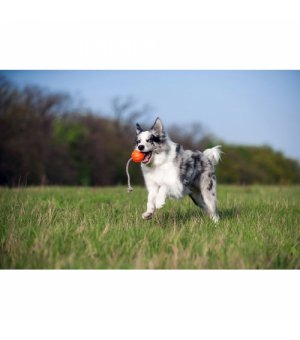 WAU DOG LICKER CORD piłka na lince 7cm/30cm
